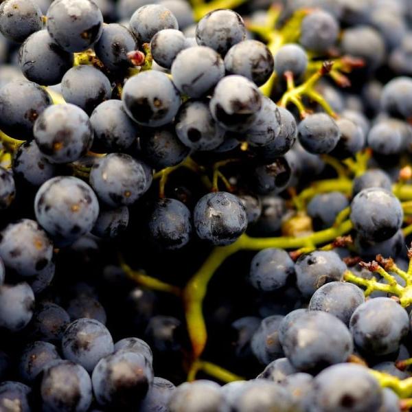 Racimo de uvas negras visto de cerca