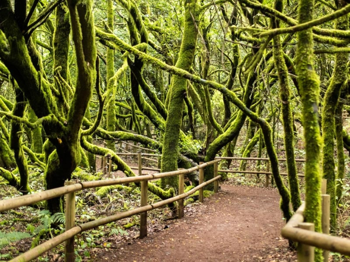 Sendero del bosque de laurisilva del Parque Nacional de Garajonay